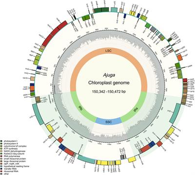 Comparative analysis of chloroplast genome and new insights into phylogenetic relationships of Ajuga and common adulterants